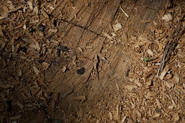 old wood texture
