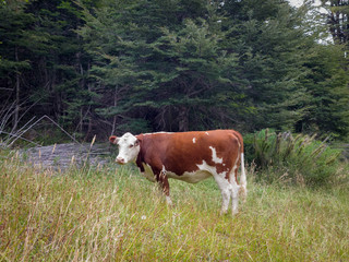 Fototapeta na wymiar cow eating grass in the forest