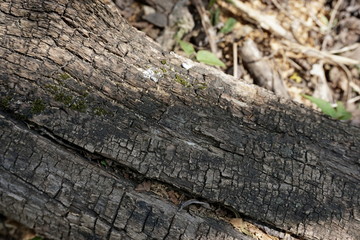 old wood texture