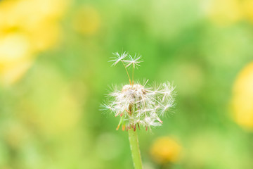 Dandelion with lonely two seed on blurred grass bokeh background. Spring card. Close up.Young spring fresh greens. green yellow background
