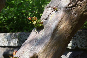 Crape myrtle trunk and bark / Lythraceae deciduous tree
