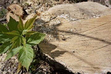 plant in the ground