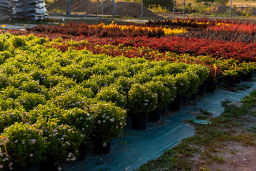 evergreen plantings in the garden center, plants in tubs for landscaping