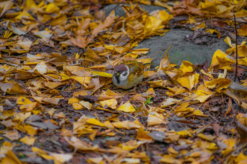 秋の紅葉とすずめのイメージ