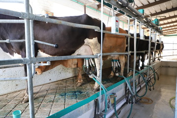 Cow milking facility, modern mechanised milking equipment.