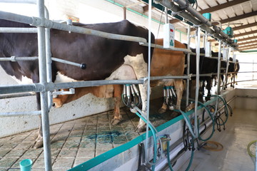 Cow milking facility, modern mechanised milking equipment.