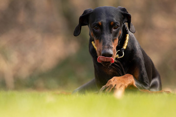Dobermann 
