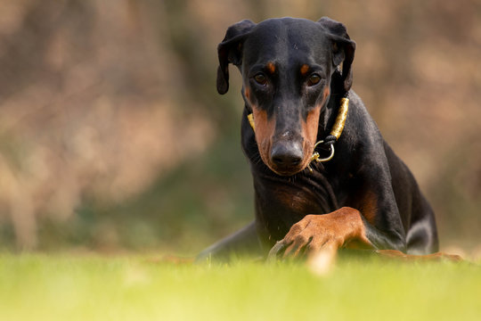 Dobermann 