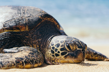 Obraz premium Sea Turtle resting on beach
