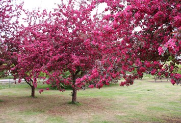 Blooming ornamental apple tree with red leaves in a rustic garden