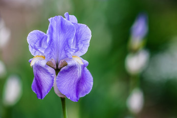 Closeup iris flower outdoors, blue iris flower in the garden