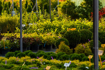 shrubs and plants in a garden center for landscape gardening and planted in tubs outdoors