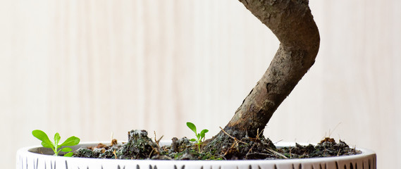 bonsai tree with roots and leaves