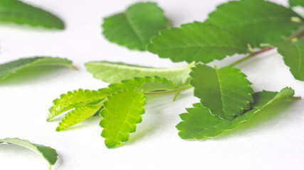 mint leaves isolated on white