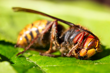 Big Hornet in detail