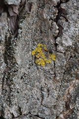 tree bark texture
