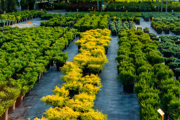 flowering bushes in a tub in a garden center for landscaping, for working with landscaping