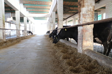 dairy farm infrastructure. 
