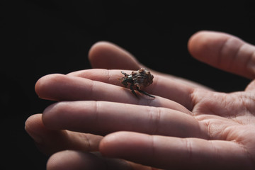 Unión de dos manos con un cangrejo