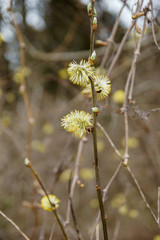 the willow branch blossomed when spring came