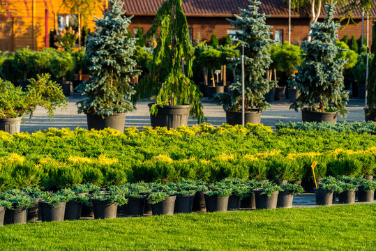 Green Trees And Bushes In A Tub In A Garden Center For Landscaping, For Working With Landscape Designers