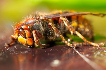 Big Hornet in detail