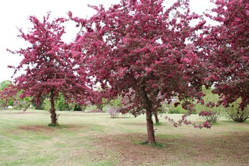 Blooming ornamental apple tree with red leaves in a rustic garden