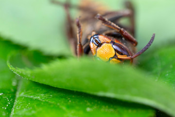 Big Hornet in detail