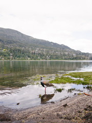birds at lake with mountains