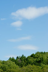 森の上に白い雲がポッカリと