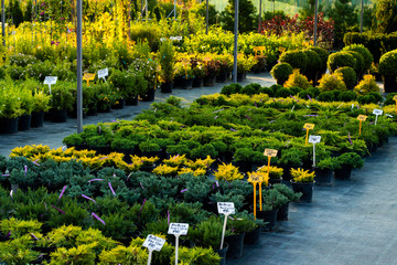 Obraz premium flowering bushes in a tub in a garden center for landscaping, for working with landscaping