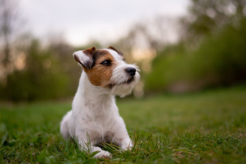 Cute Parson Russell Terrier Portrait with Natural Bokeh Background