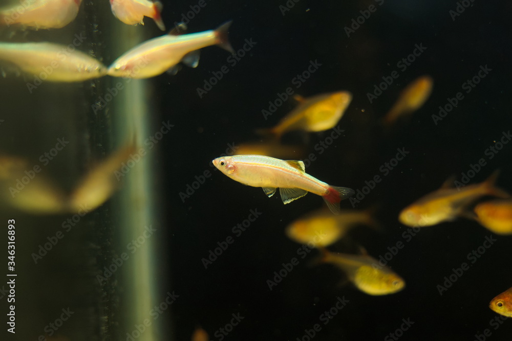 Wall mural Golden White Cloud Mountain Minnow tropical fish in aquarium