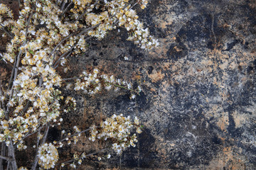 Spring rustic background with apple blossoms