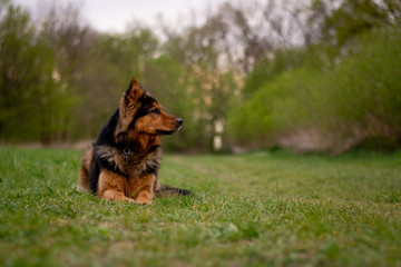 Bohemian Shepherd Portrait with Natural Bokeh Background