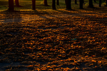 leaves on earth fallen in autumn from trees at sunrise