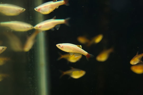Golden White Cloud Mountain Minnow tropical fish in aquarium Stock