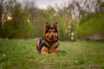 Naklejka premium Bohemian Shepherd Portrait with Natural Bokeh Background