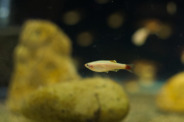Golden White Cloud Mountain Minnow tropical fish in aquarium