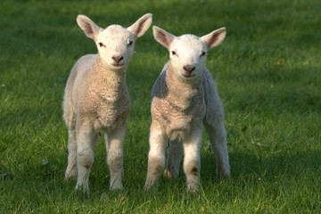 Naklejka na ściany i meble baby lamb in the field