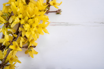 Forsythia. Yellow flowers on a twig. Spring Background