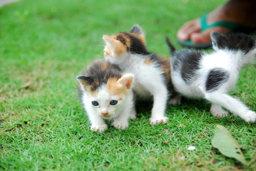 Cute domestic kittens learn to walk on green grass