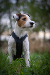 Naklejka na ściany i meble Cute Parson Russell Terrier in Long Sport Harness with Natural Bokeh Background