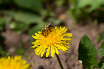 Yellow Dandelion  with the Bee in the Detail