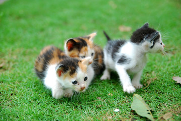 Obraz premium Cute domestic kittens learn to walk on green grass