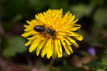 Yellow Dandelion  with the Bee in the Detail