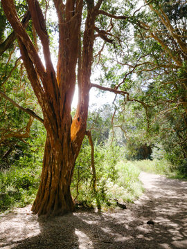 arrayan myrtle woods patagonia