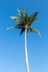 Obraz premium Talll palm tree on sky