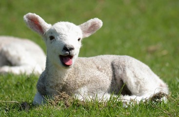 Fototapeta premium lamb in the grass