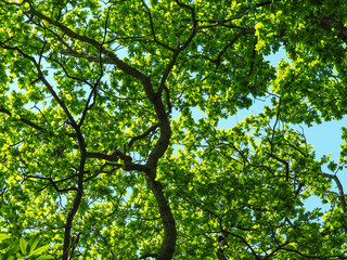 Oak trees with beautiful fresh green foliage in spring against a clear blue sky